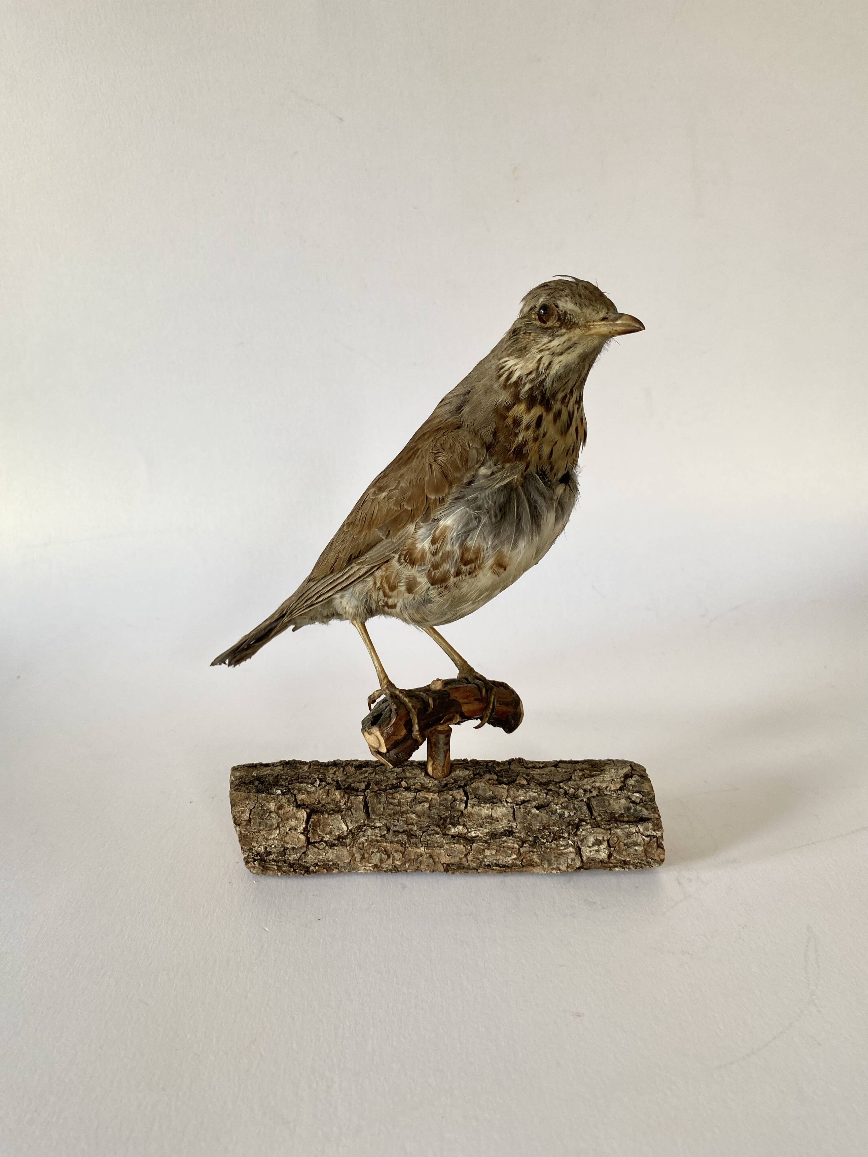 Stuffed bird, taxidermy, cabinet of curiosities