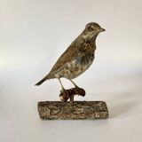 Stuffed bird, taxidermy, cabinet of curiosities