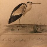 Lithograph late 19th watercolor animals