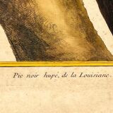 Engraving Crested Black Woodpecker from Louisiana