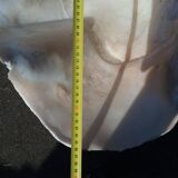 Tridacna shell (86 cm) – on base – rare and decorative