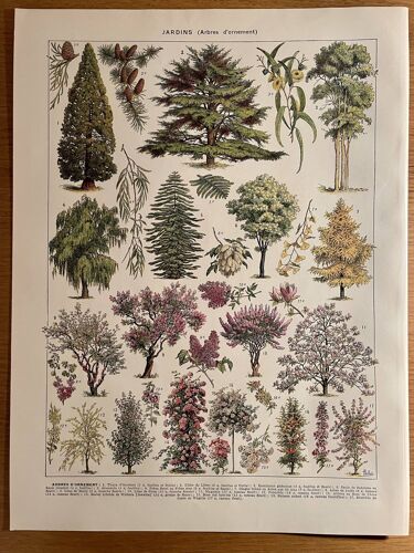 Lithograph engraving on the gardens of 1928 (ornamental trees)