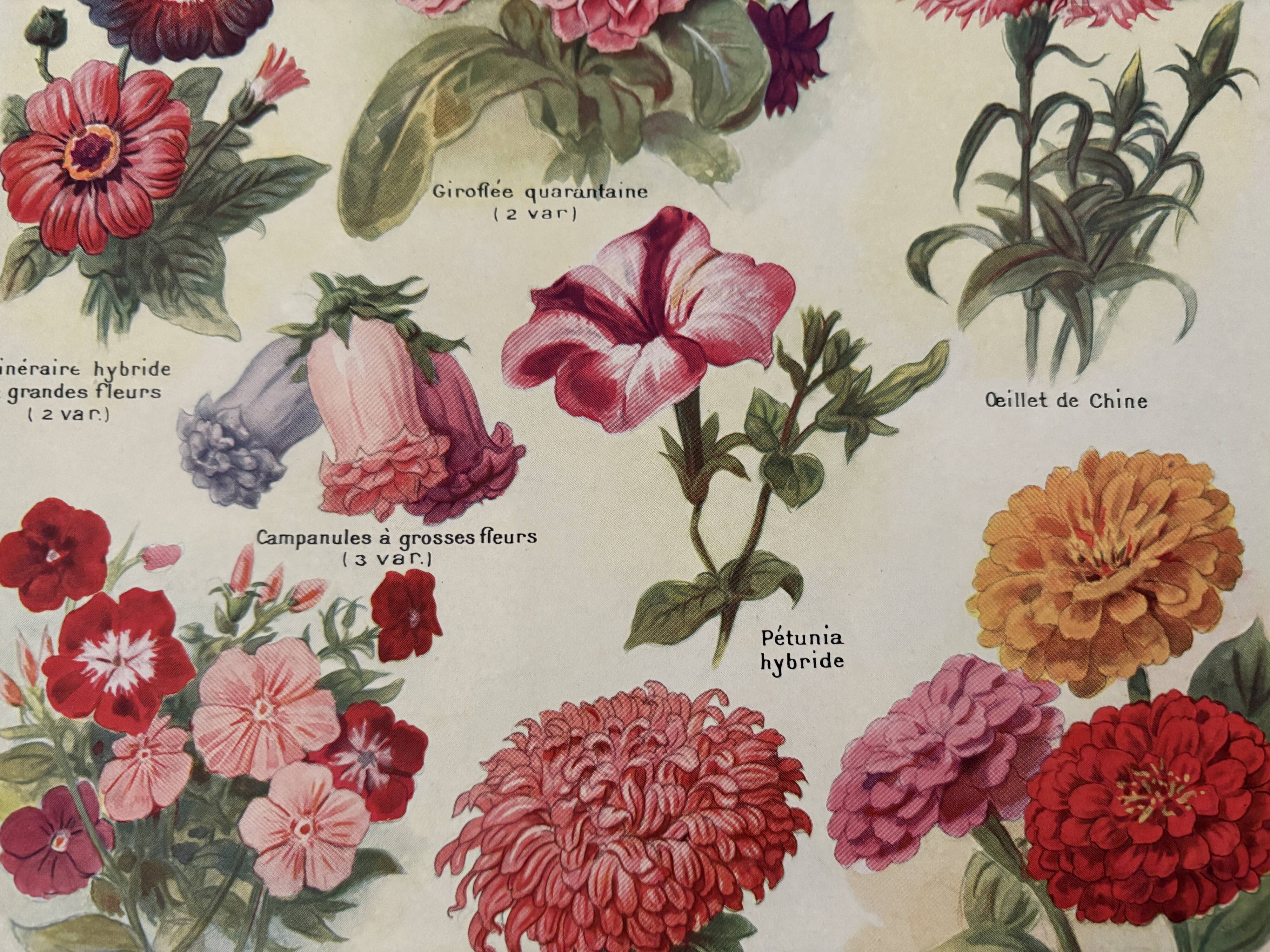 Lithograph of annual flowers - 1920