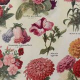 Lithograph of annual flowers - 1920