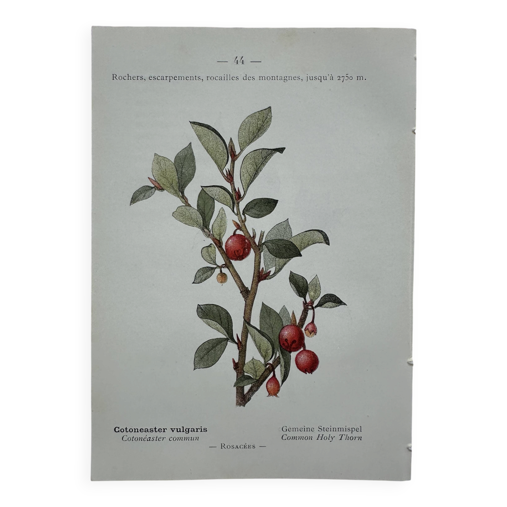 Botanical lithographic print, naturalistic, from the 1800s.