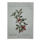 Botanical lithographic print, naturalistic, from the 1800s.