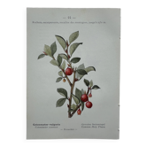 Gravure botanique litho naturaliste ancienne 1800