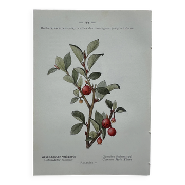 Gravure botanique litho naturaliste ancienne 1800
