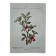 Botanical lithographic print, naturalistic, from the 1800s.