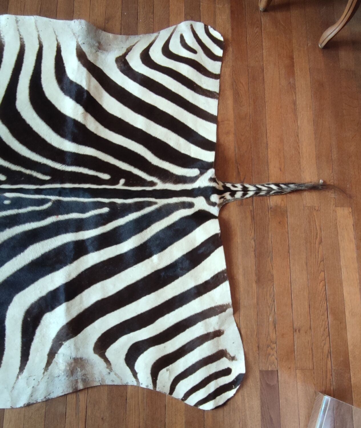 Zebra skin rug