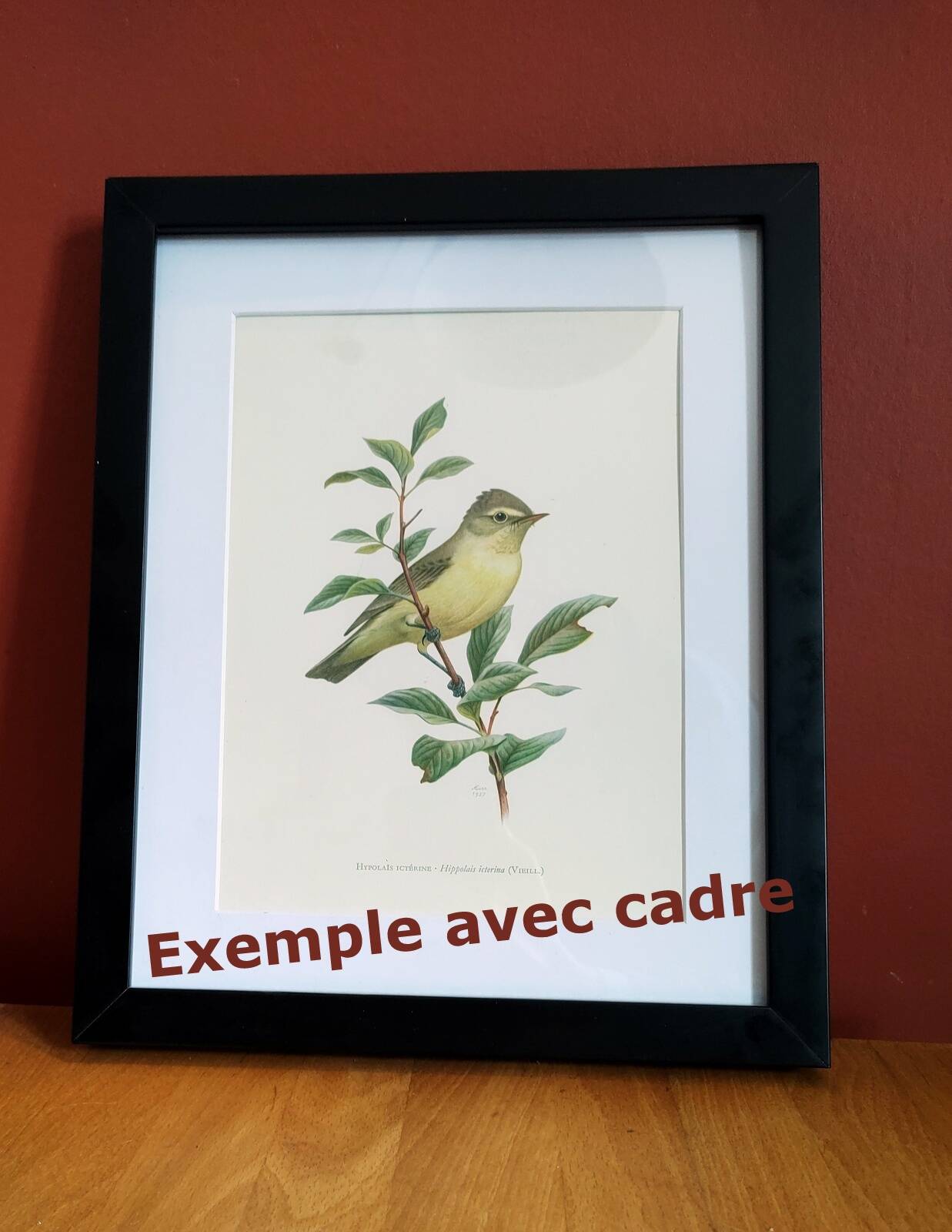 Old vintage bird board from the 60s - Great Ringed Plover - Ornithological illustration