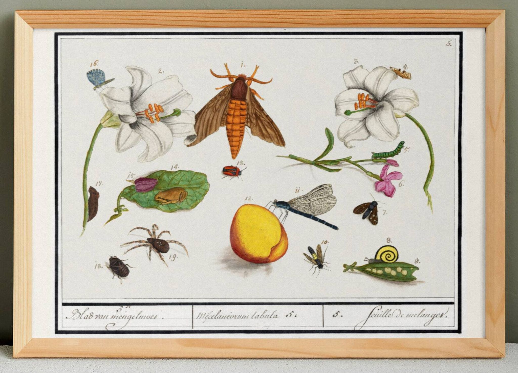 Petite affiche sur "insectes et fleurs", d’après une gravure ancienne