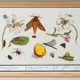 Small poster on "insects and flowers", based on an old engraving