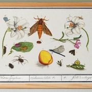 Petite affiche sur "insectes et fleurs", d’après une gravure ancienne