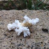 White coral branch