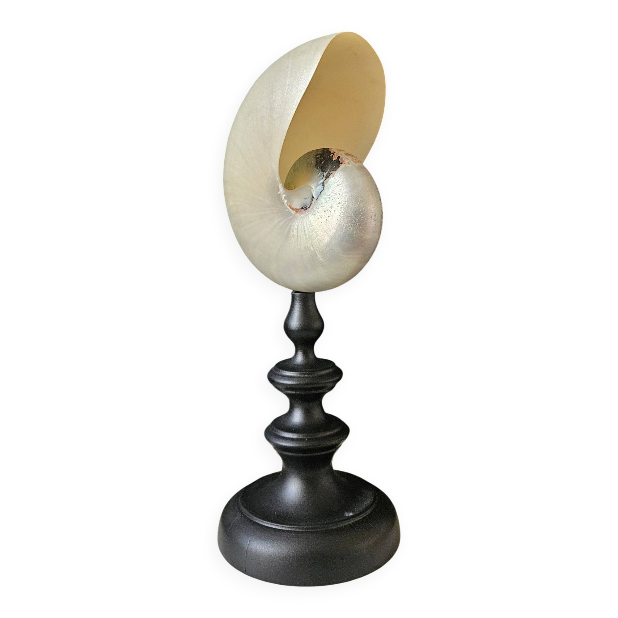 Nautilus / Pearly Nautilus, Black Turned Wood Base H: 24 cm