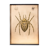 Poster "garden spider" lithograph Karl Jansky Böhmen 1897