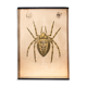 Poster "garden spider" lithograph Karl Jansky Böhmen 1897