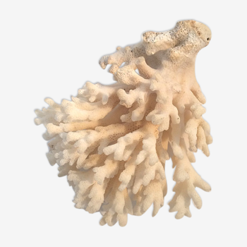 Ancient coral