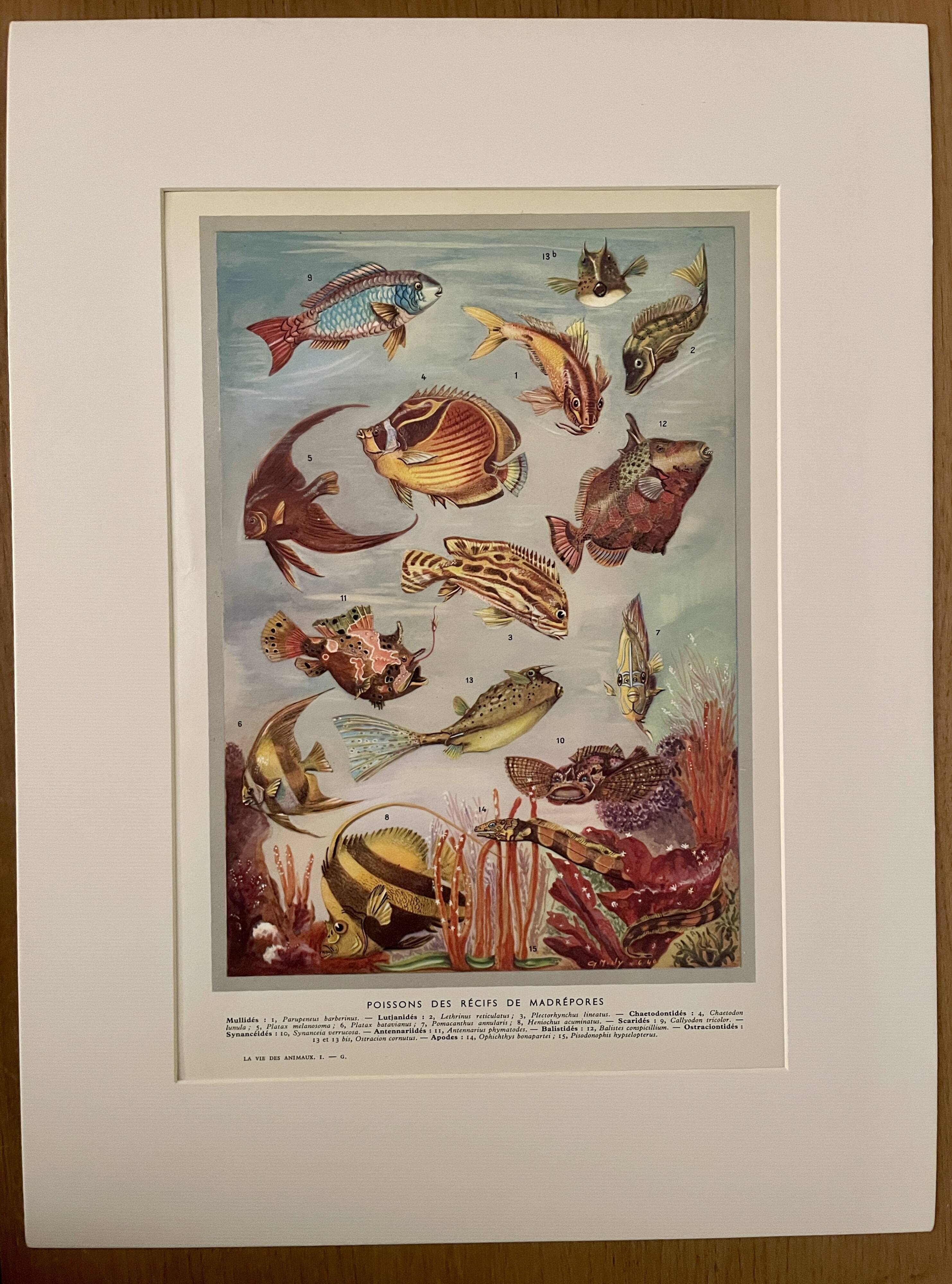 Illustrated plate of coral reef fish – 1950