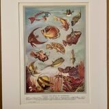 Illustrated plate of coral reef fish – 1950