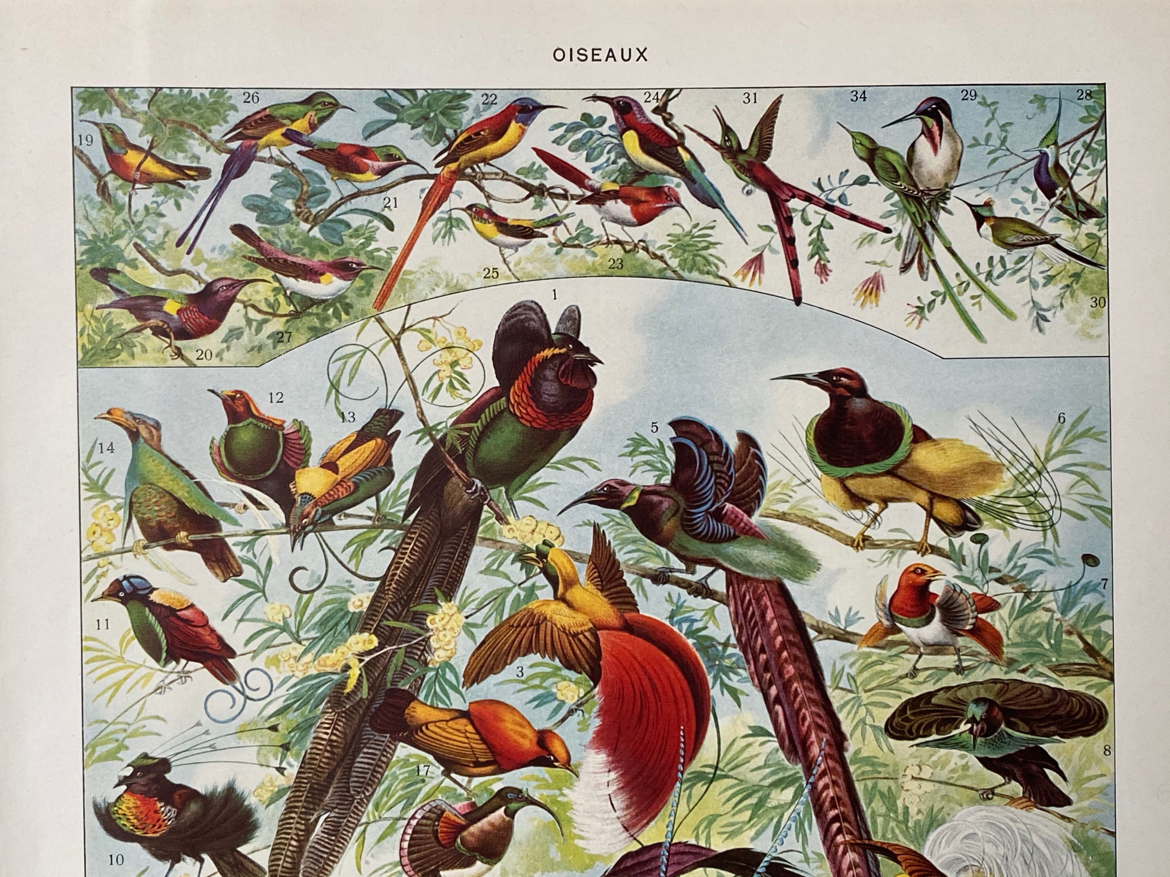 Old illustration Millot "Birds of Paradise"