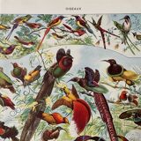 Illustration ancienne Millot "Oiseaux de Paradis"