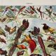 Old illustration Millot "Birds of Paradise"