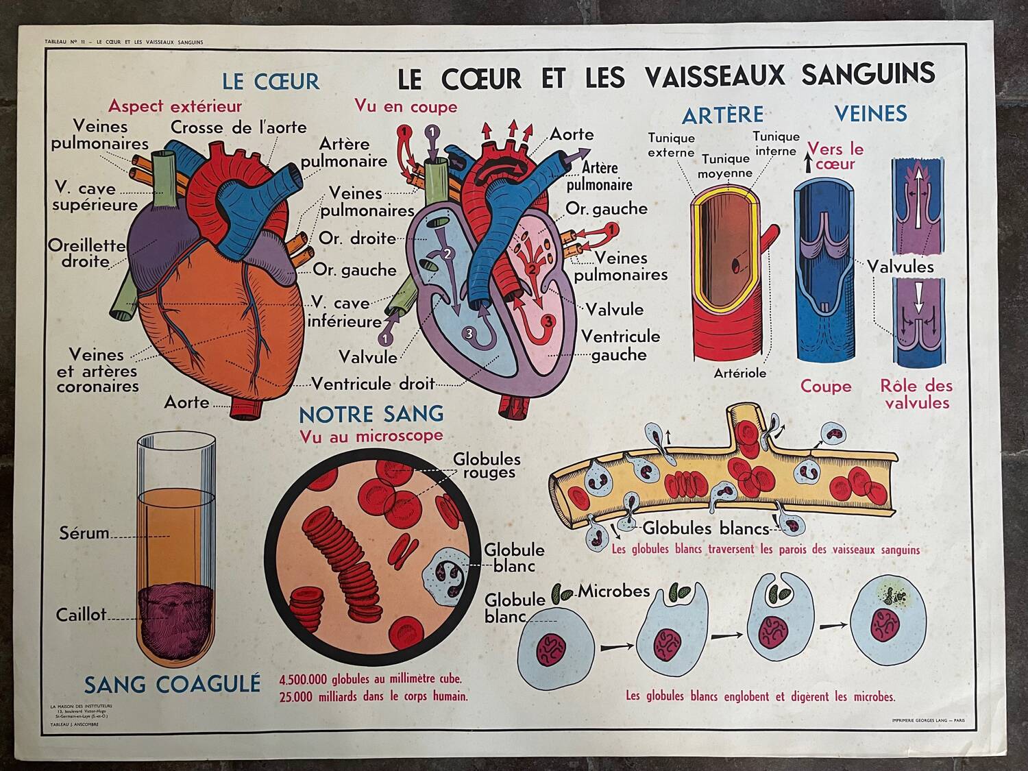 Ancienne affiche pédagogique scolaire école