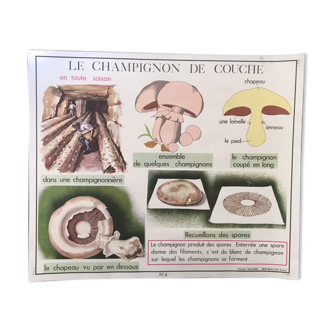 Affiche vintage Rossignol Les Champignons
