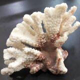 Coral branch