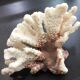 Coral branch