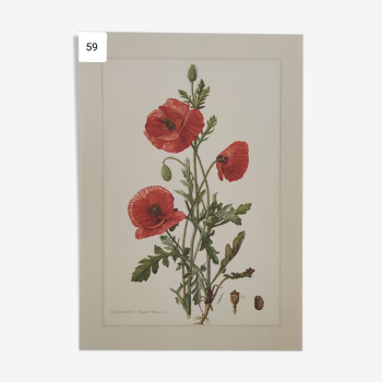 Botanical plank collection flora of Europe
