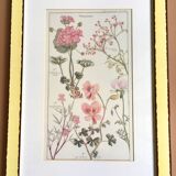 Cadre planche botanique pelargonium