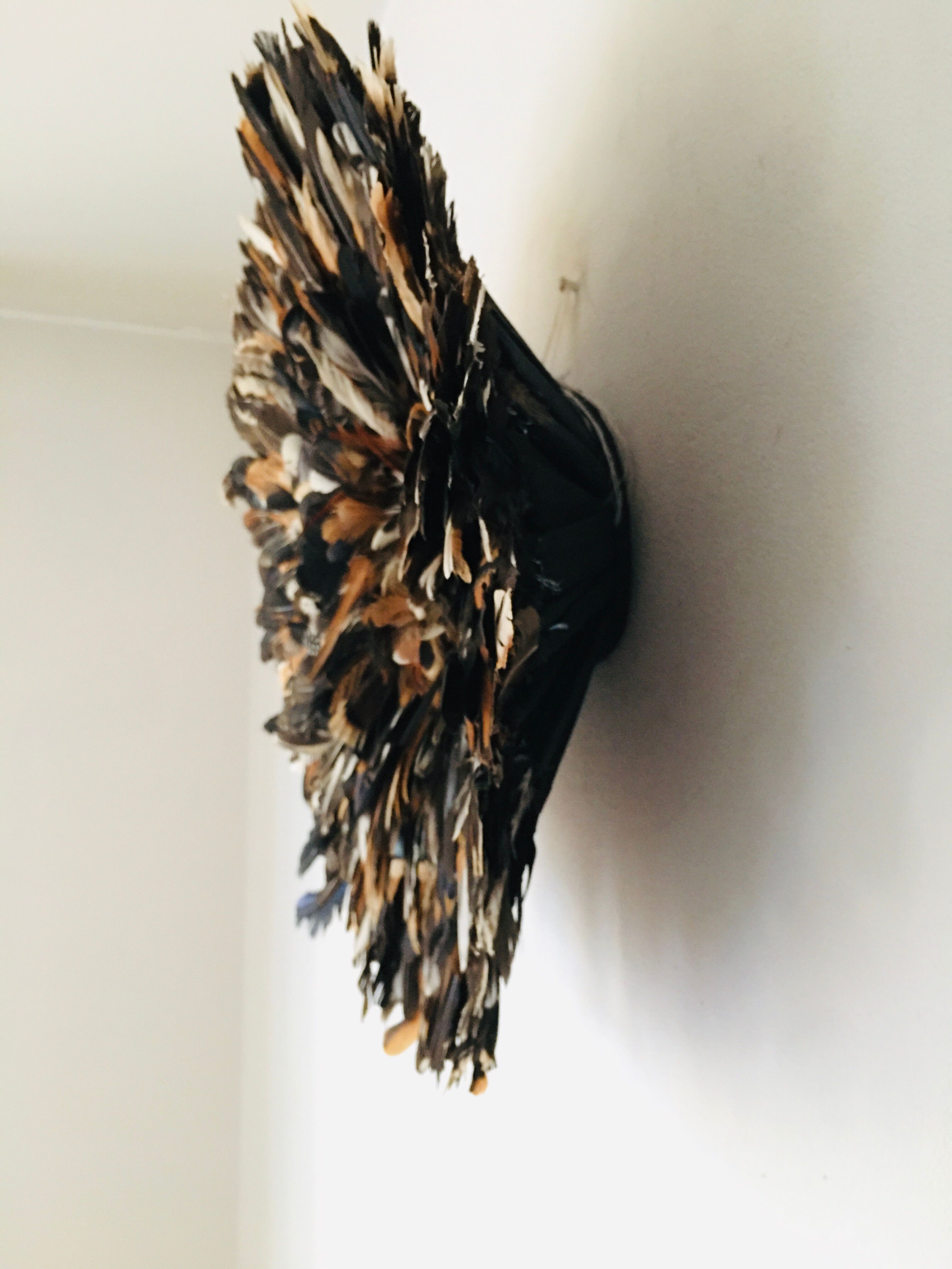 Speckled black jujuhat 50 cm