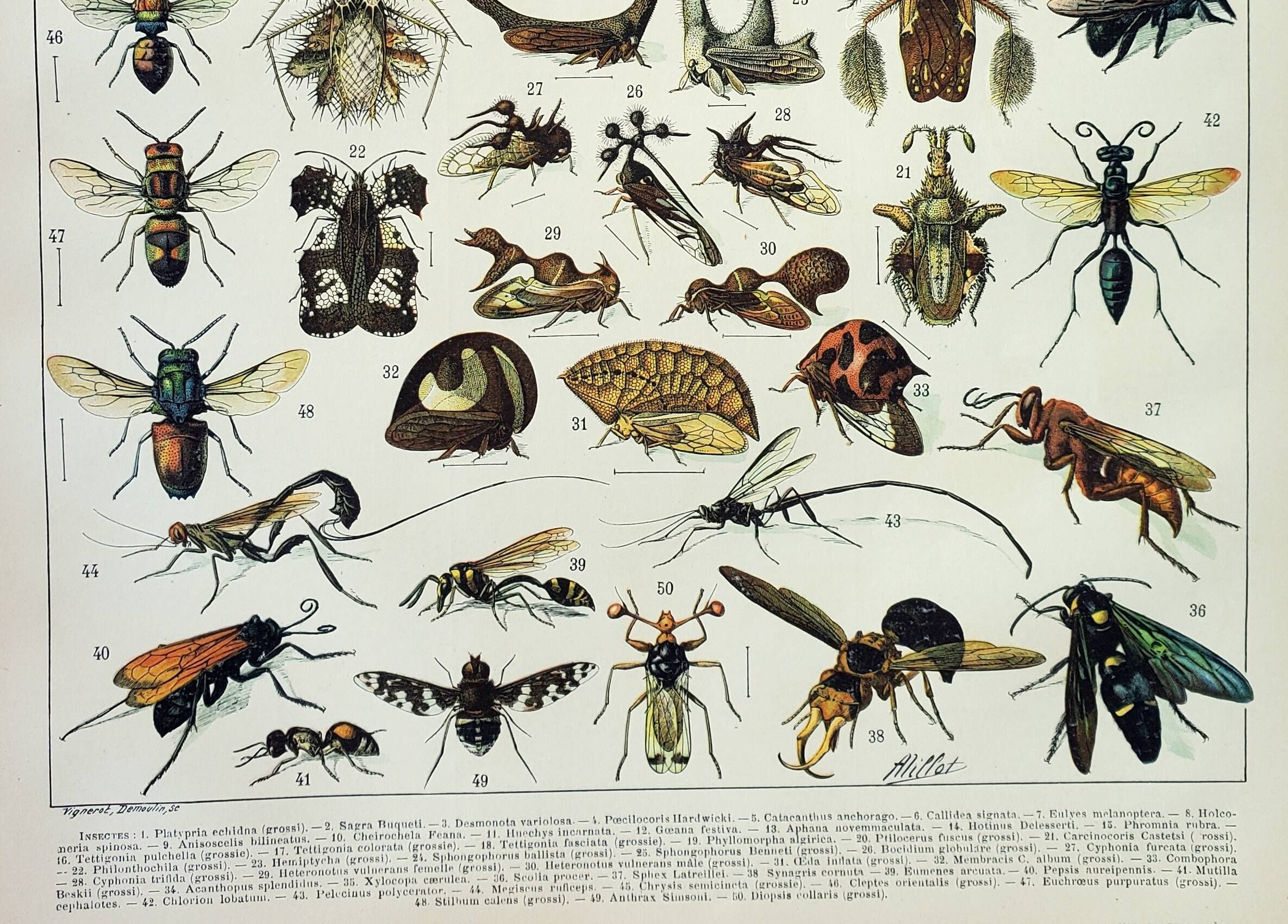 Gravure ancienne 1898, Insectes 2, entomologie • Lithographie, Planche ...