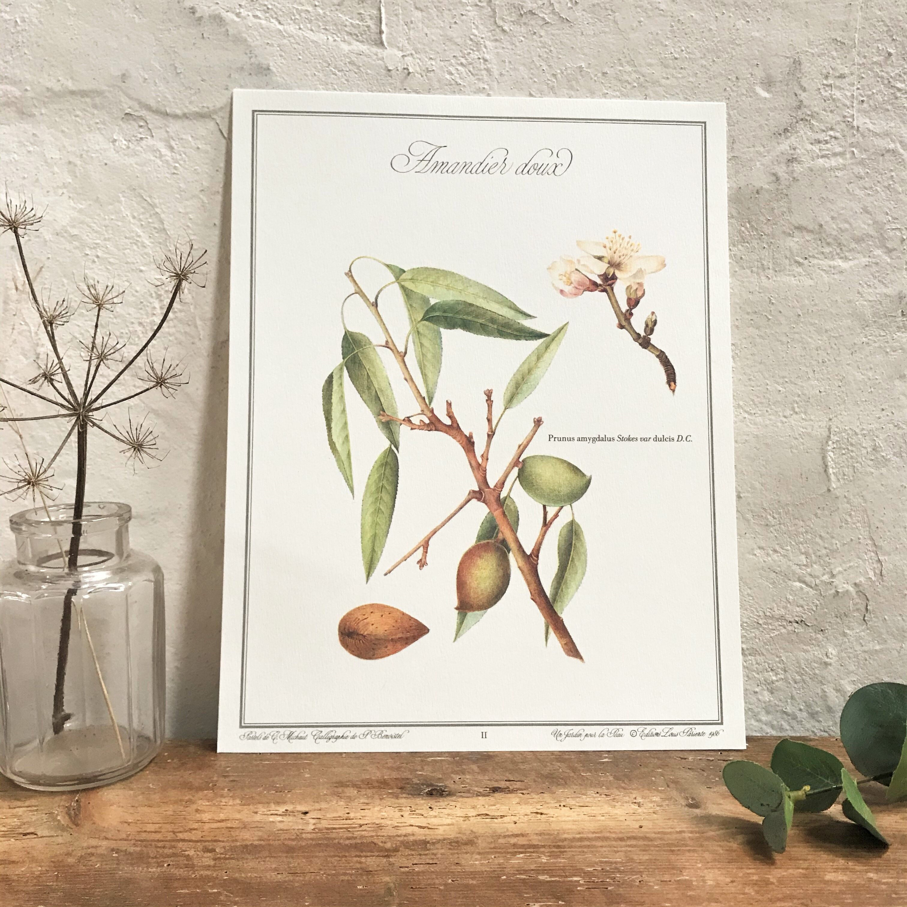 Botanical plank the sweet almond tree