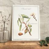 Botanical plank the sweet almond tree