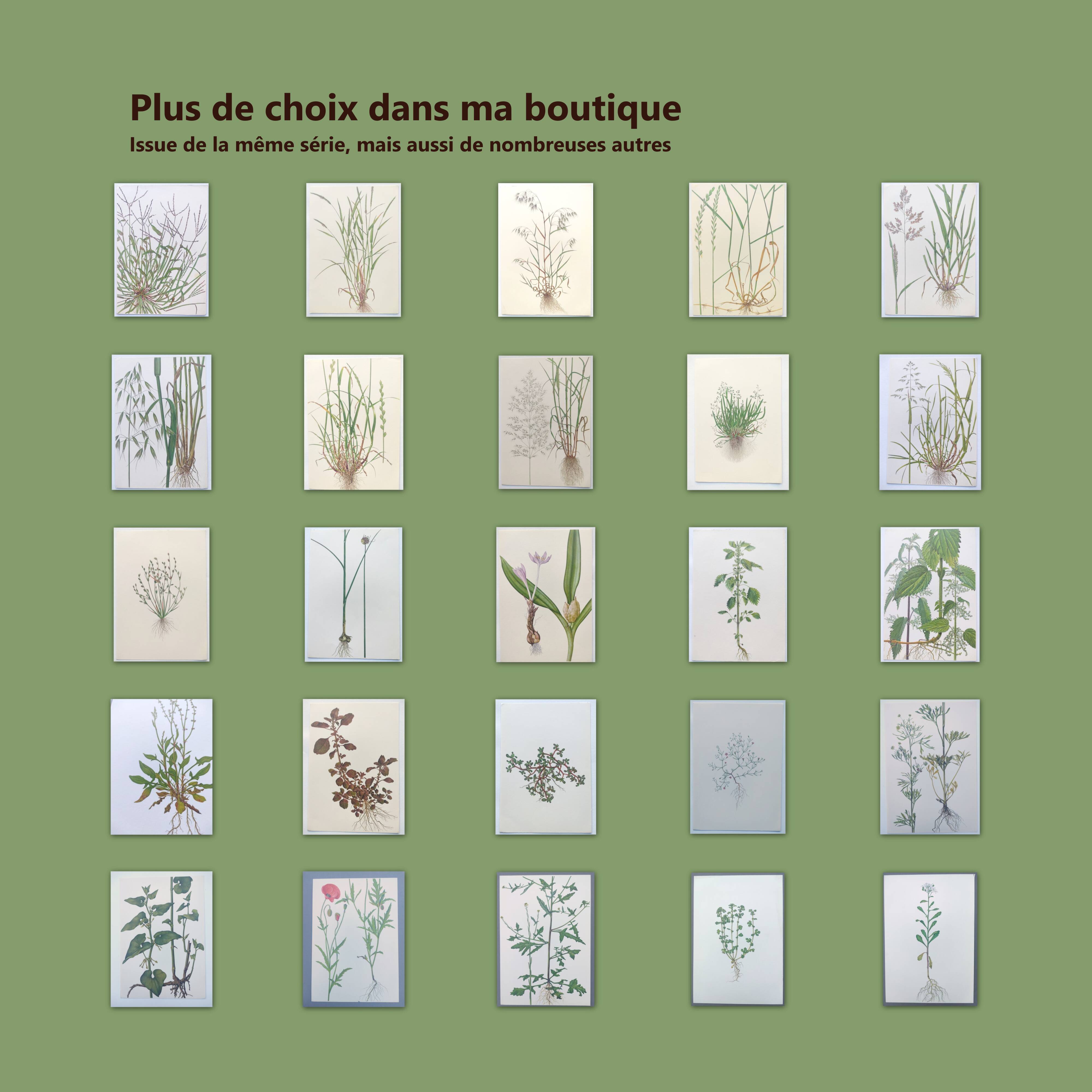 Vintage botanical print from 1978 - Baby's Breath - wild plant