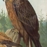 Affiche pédagogique oiseaux