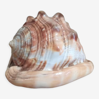 Vintage decorative shell