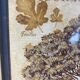 Botanical painting, fig tree of the south, XXI century