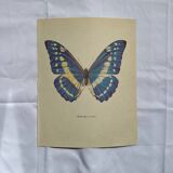 Antique Butterfly Print – Vintage Naturalist Lithograph