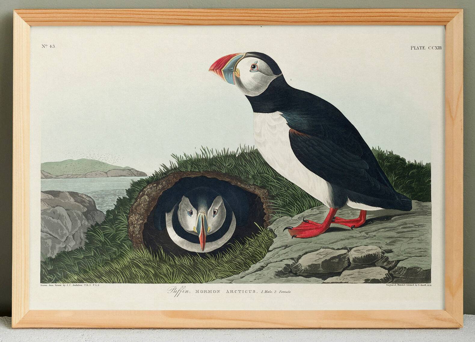 Poster about the Atlantic puffin, based on an old engraving from 1827.