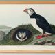 Poster about the Atlantic puffin, based on an old engraving from 1827.