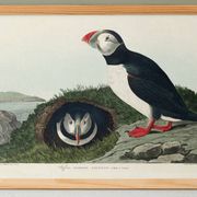 Poster about the Atlantic puffin, based on an old engraving from 1827.