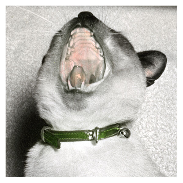 Le fauve photographie peinte