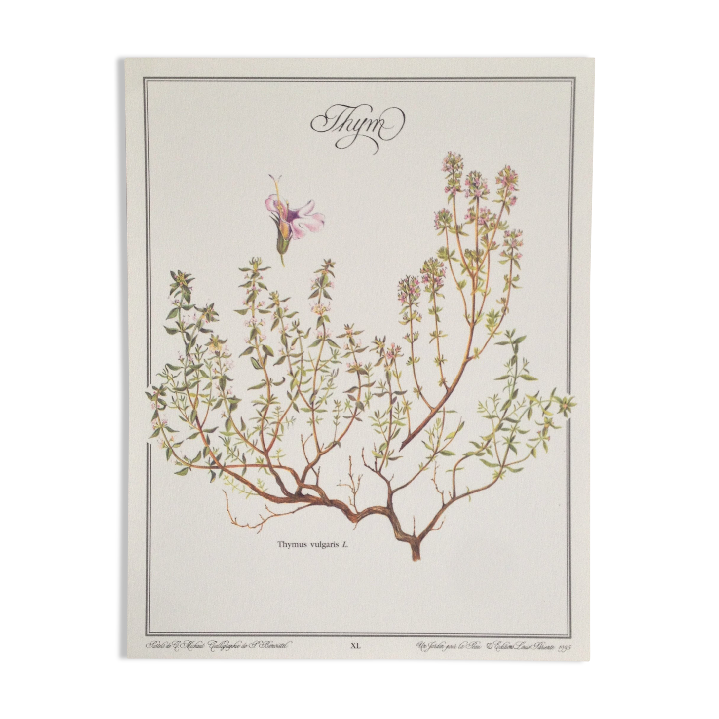 Thym botanical board