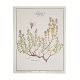 Planche botanique Thym