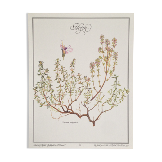 Planche botanique Thym